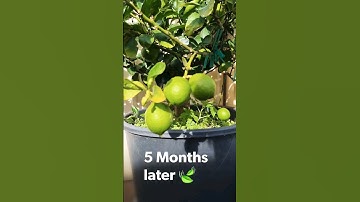 clone massive lime tree #plantpropagation #fruit #marcotting #plantgrafting #gardening #airlayering
