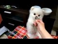 オヤツをもぐもぐポメラニアン