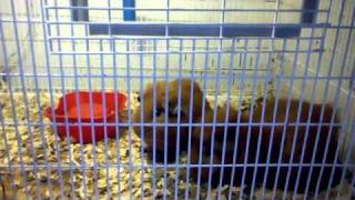 Ginnea Pigs Love To Eat