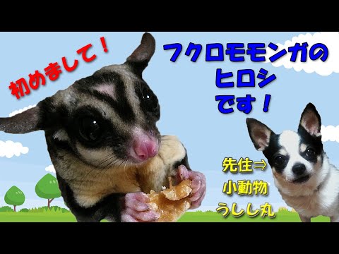 モモンガのヒロシです。自作テクノ曲デビュー！キャンプはしません… Sugar Glider debut!  Japanese small flying squirrel &Techno Music