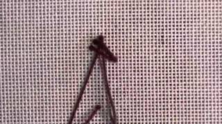 French Knot on a Stalk
