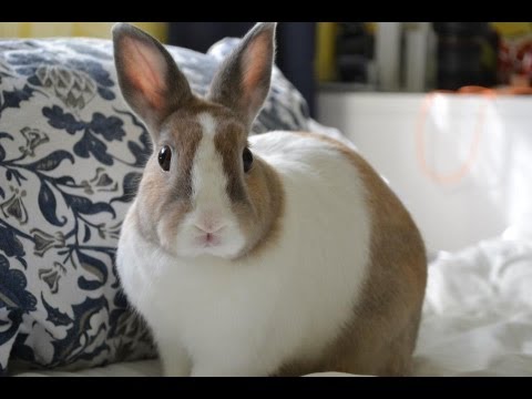 next new year rabbit bunny language next new year rabbit bunny language