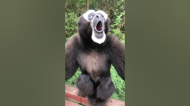 HOWLING GIBBONS COLLECTION #gibbon #howling #cute #wildlife #comedy #funny #funnyanimal #shorts