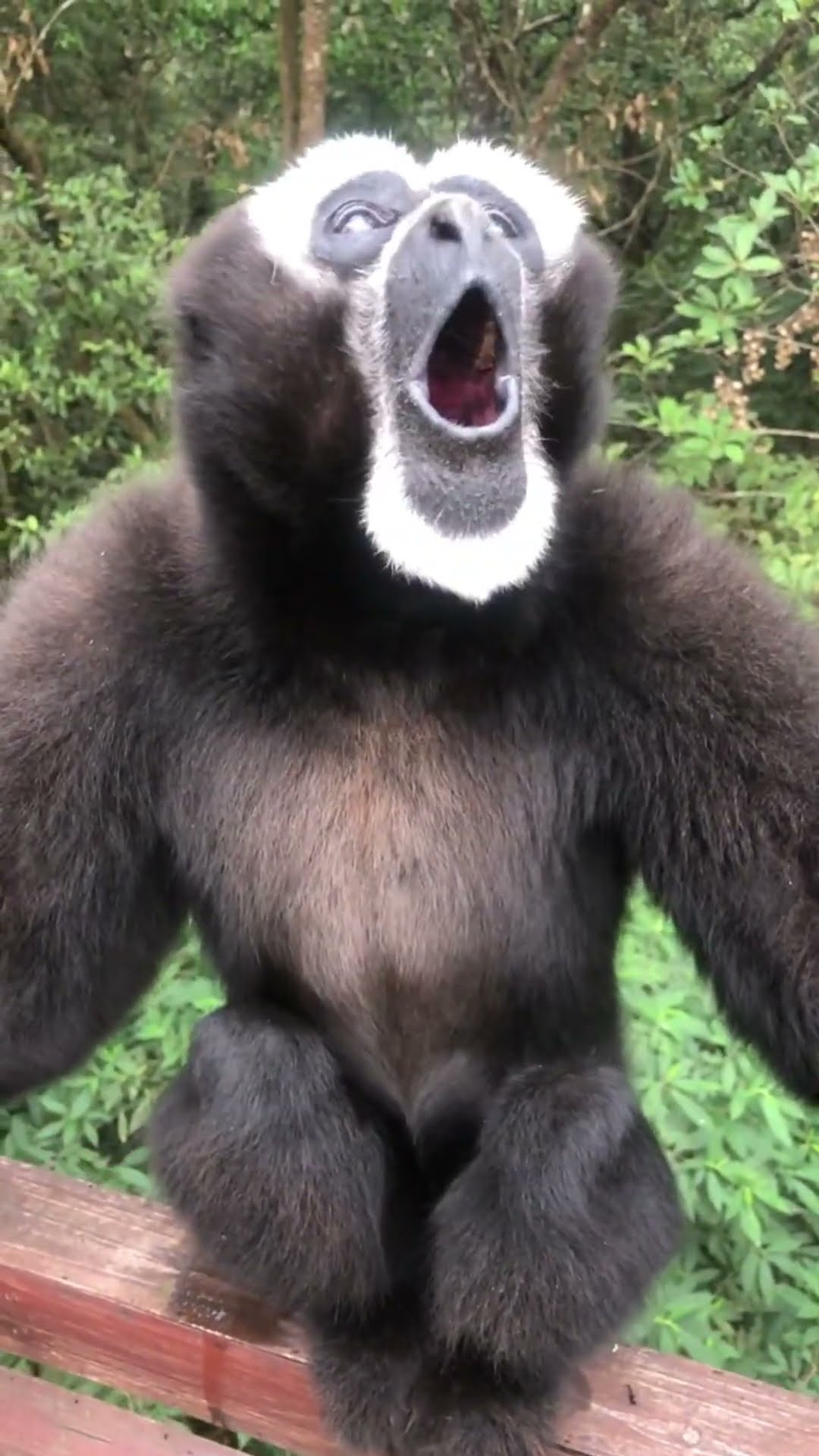Der Gesang der Gibbons | Reportage für Kinder | Anna und die wilden Tiere