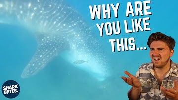 Why Is This Whale Shark EATING Sand!?