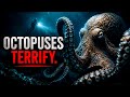 The Dark Truth About Octopuses