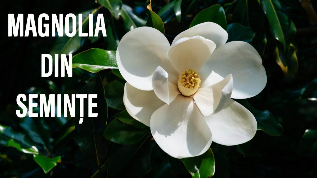 MAGNOLIA DIN SEMINTE