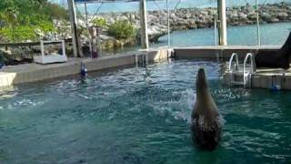 Kalika  Dolphin Encounters Video