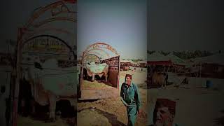 #balaghal #trendingshorts #qurbanvlogs #cattle #bull #eid_e_qurban