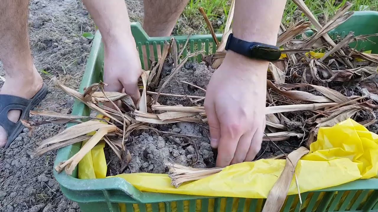 🌸 Wygląd karp kann zimujących w bryłach ziemi 9.V.2022r / Paciorecznik / Canna