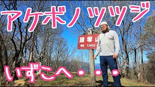 【諸塚山】アケボノツツジは前半勝負【2022年4月17日】