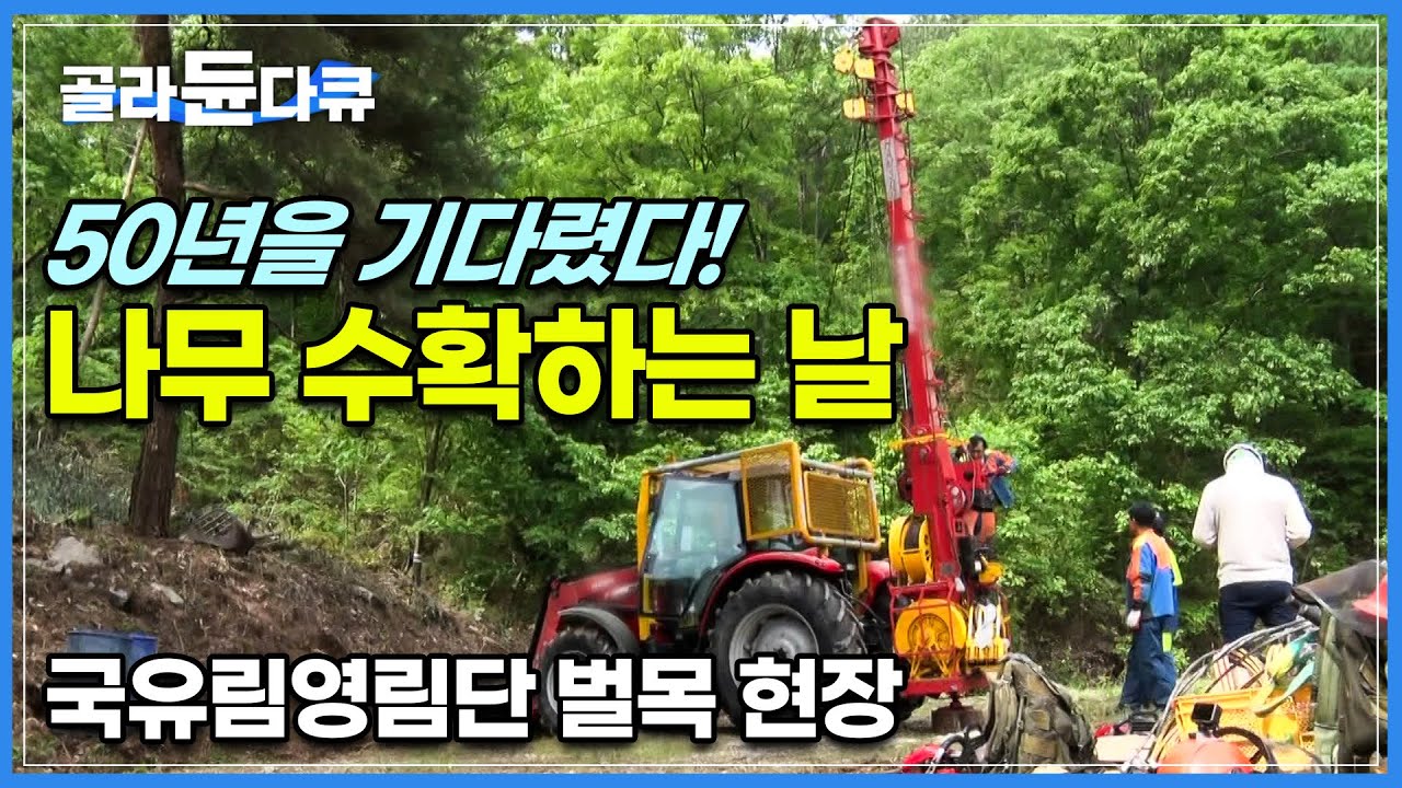 축구장 12개 면적 산에 자란 나무를 수확하라! 벌목하기 딱 좋은 50살 이상 나무 수확하기🌳│나무가 우리 곁에 오는 과정│국가 산림 가꾸는 ‘국유림영림단’│극한직업│#골라듄다큐