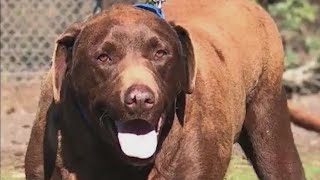 Second Chance Pets: Baby Boy