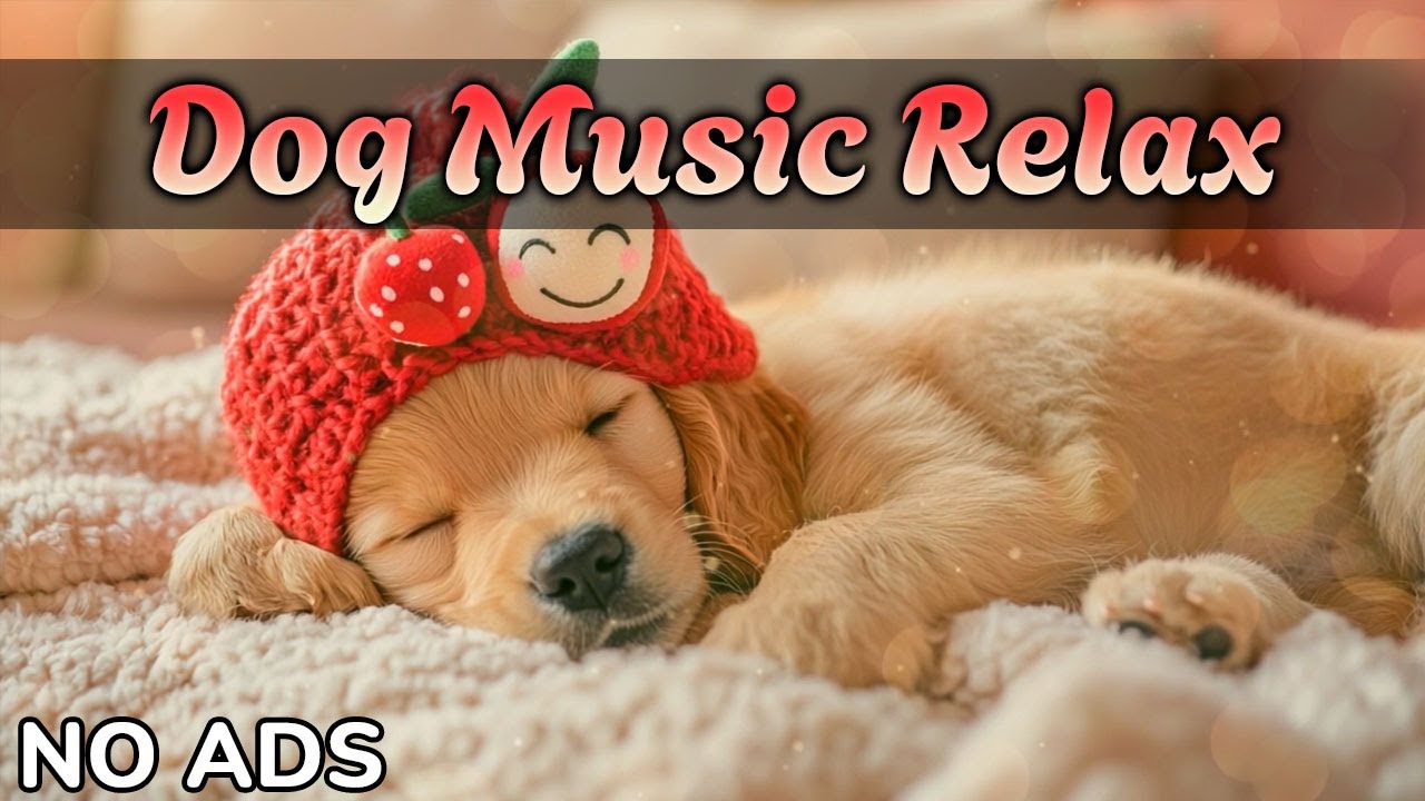 Расслабляющая музыка для собак 🎵 | Снимает тревогу, успокаивает лай и стресс 🐾Без рекламы