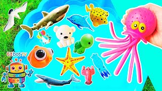 Sea Animal Names &amp; Facts for Kids to Learn with Toys: Great White Shark Clownfish Jellyfish