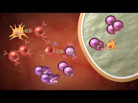 დამხმარე  T უჯრედები მოქმედებაში