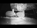 hog vlog 03 04 18
