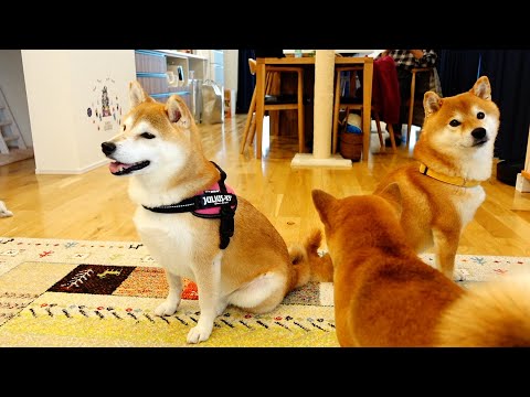 ケーキが出されると自分が主役だと勘違いする我家の柴犬〜アレ・・怪我