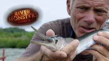 Een Naaldvis Vangen - River Monsters