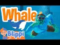 SD Scuba Diving: Underwater LOLs! 🌊🤣| BLIPPI| Kids TV Shows | Cartoons For Kids | Fun Anime