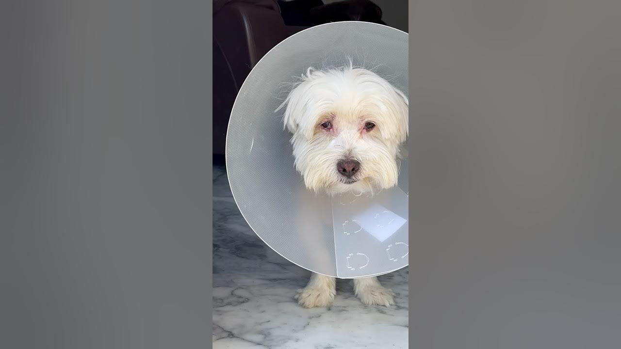 Cat scratched my Dog’s eye 🤬 fypシ dog foryourpage shorts YouTube