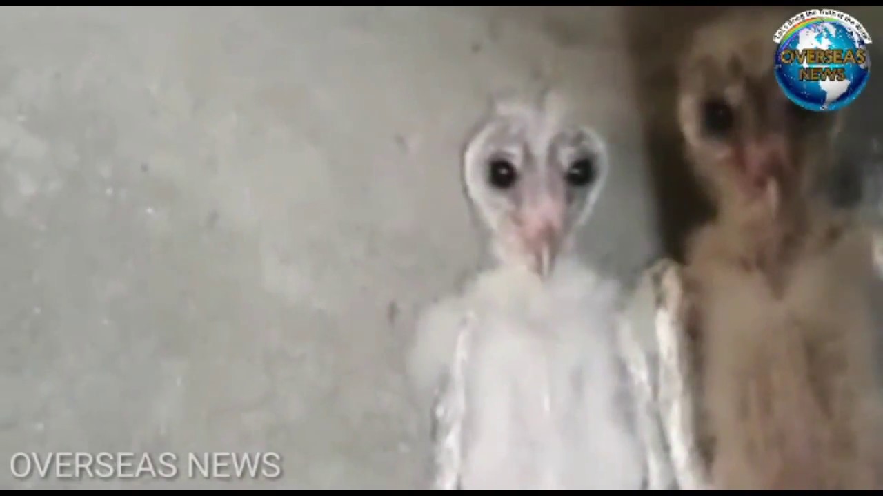 Andhra Pradesh Video Of Aliens In Vizag Doing The Rounds They