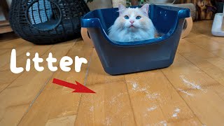 How to Stop Cat Litter Tracking (5 Tips) | The Cat Butler