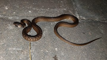 Backyard Florida Brownsnake!