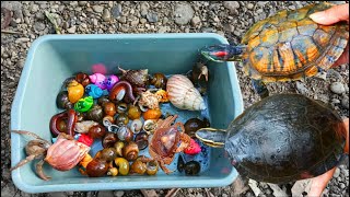 CATCHING CRAB, GRAMMY, TURTLE, GOLDEN CONCH, SNAIL Snail, millipedes