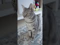 キマってる