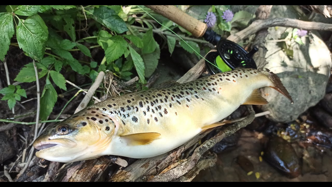 Fishing trout. Pecanje potocne pastrmke 7. deo. (kapitalac) - YouTube