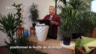 Comment rempoter ou planter une plante en pot - plante de la maison -  Truffaut 