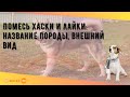 Помесь хаски и лайки: название породы, внешний вид