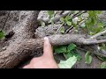 Successful story of one another 8 years old bougainvillea hunting and grow as bonsai