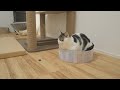 一粒のう●この前で遠い目をしている猫を見つけました…笑