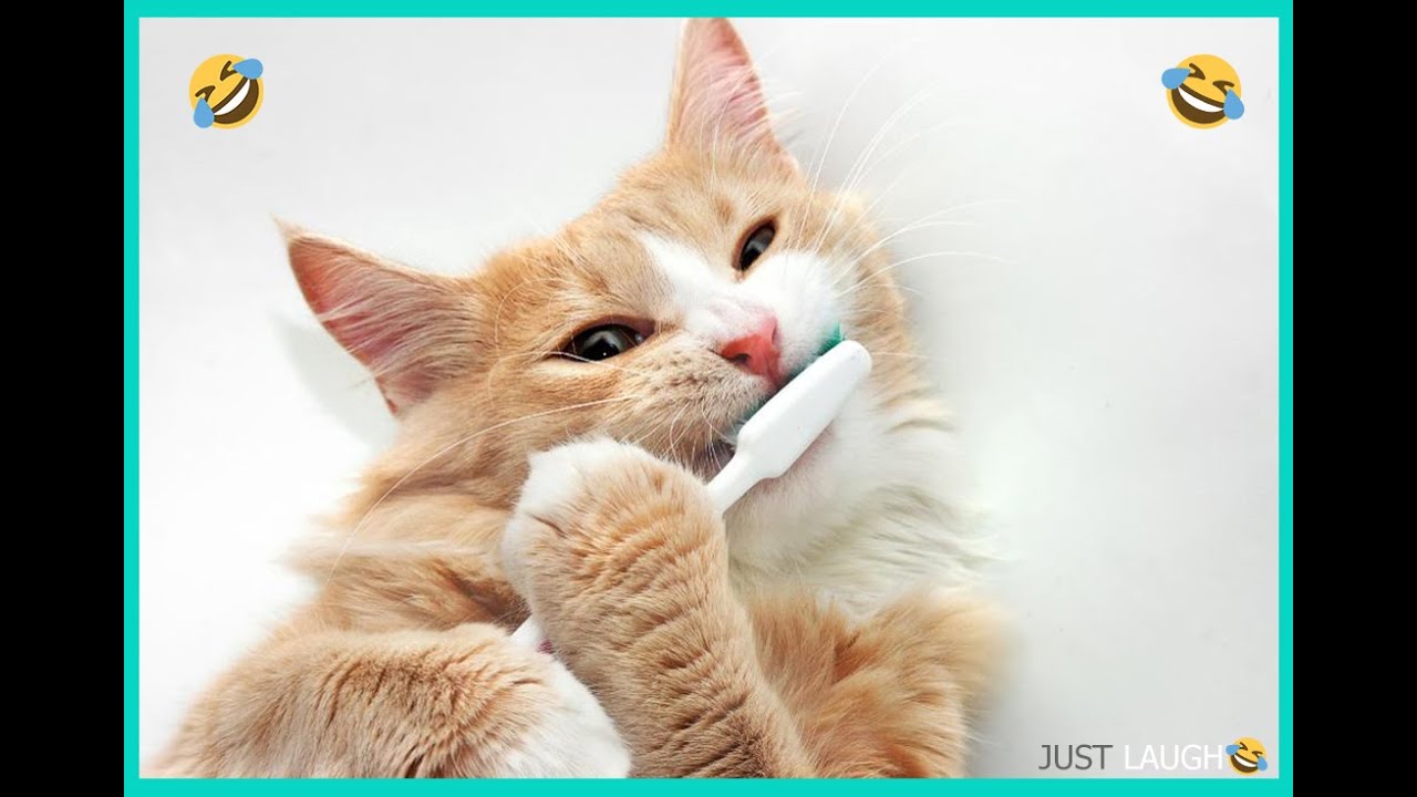 Very Funny Cat Brushes Teeth YouTube