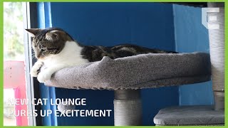 New cat lounge purrs up excitement
