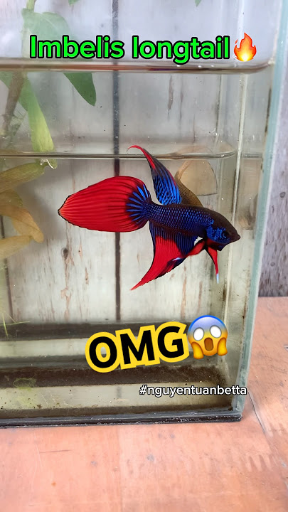 wild betta fish in breeding and adult stage🐠#bettafishtank #betta #wildbetta