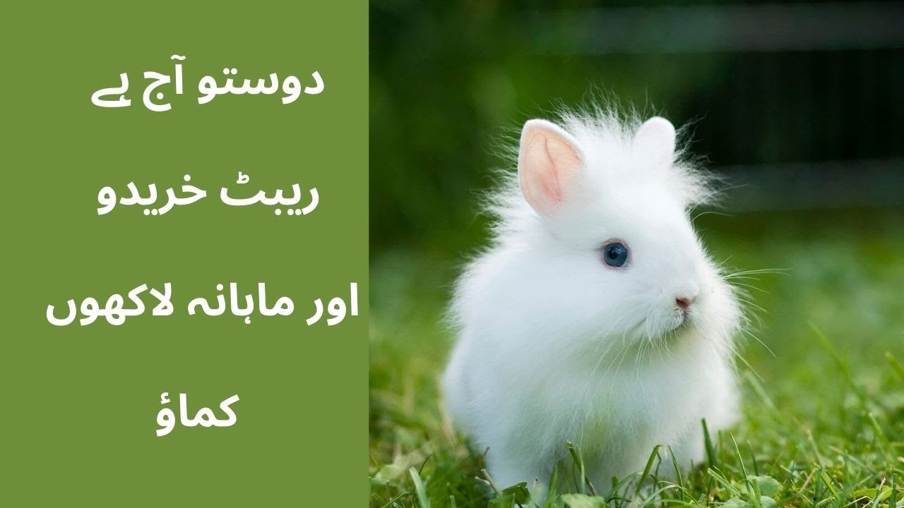 Rabbit Farming Detail Information, Rabbit Farming in Pakistan. Rabbit ...