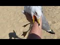 I caught a seagull