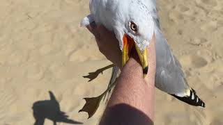 I caught a seagull.... by The Creatures Corner 1,677,506 views 3 years ago 18 seconds