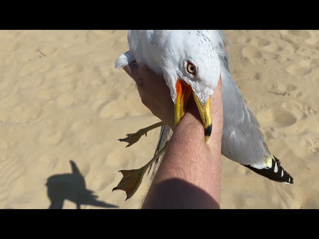 I caught a seagull.... class=