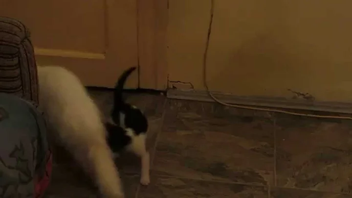 Watch the video about Young baby cat chasing the adult cat Persian Chinchilla