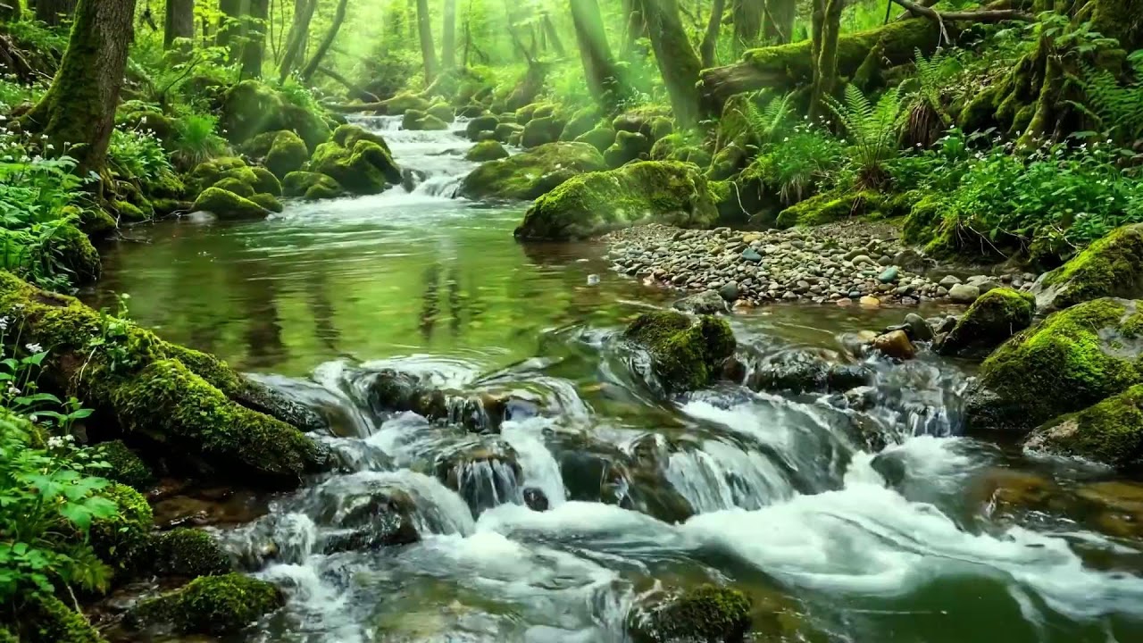 Stream Flowing Over Mossy Rocks with Birds Singing, Forest Nature Sounds for Meditation ASMR
