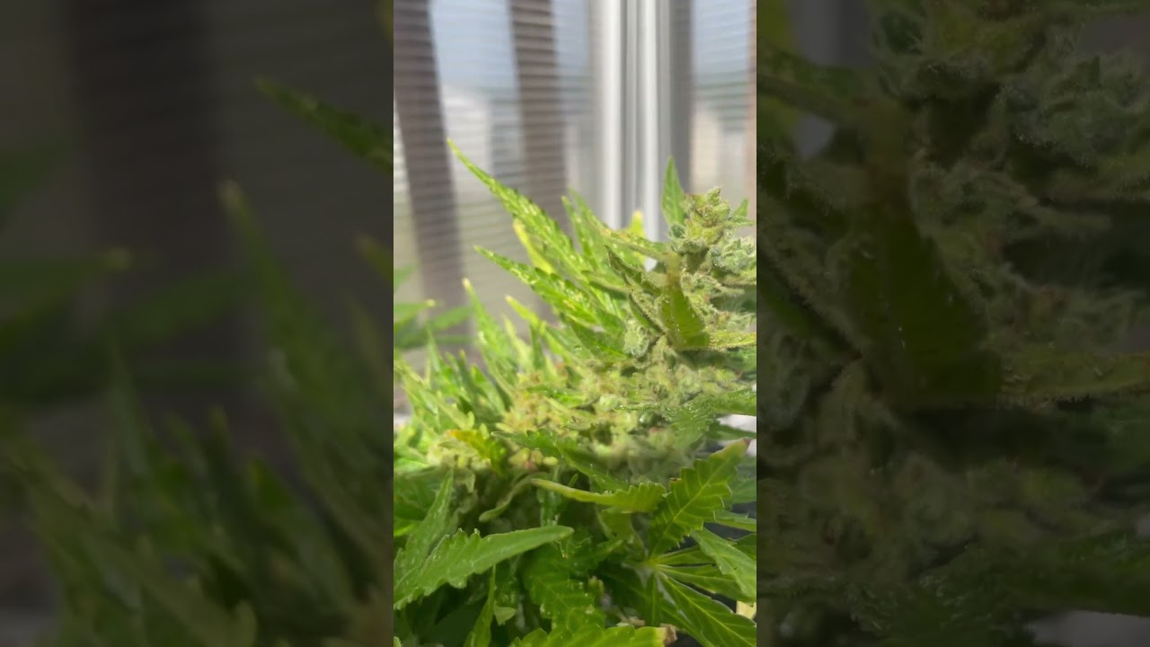 Autoflower update