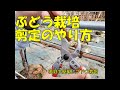 根域制限の葡萄の育て方【剪定のやり方】上手に剪定して良い収穫を狙う。ルートラップポットで育てれば、家庭菜園でも簡単にブドウ栽培ができます。シャインマスカット・ナガノパープルで実践。