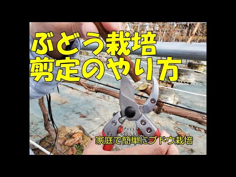 葡萄の育て方 剪定のやり方 上手に剪定して良い収穫を狙う ルートラップポットで育てれば 家庭菜園でも簡単にブドウ栽培ができます シャインマスカット ナガノパープルで実践 Youtube