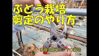 葡萄の育て方 剪定のやり方 上手に剪定して良い収穫を狙う ルートラップポットで育てれば 家庭菜園でも簡単にブドウ栽培ができます シャインマスカット ナガノパープルで実践 Youtube