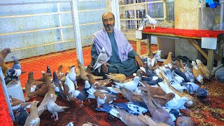 видео: Khel Sar Khel Shop Kaka Najib | Голуби мучеников Салеха 60 Pigeons C/Nagi | голуби на продажу маг... картинка: Khel Sar Khel Shop Kaka Najib | Голуби мучеников Салеха 60 Pigeons C/Nagi | голуби на продажу маг...
