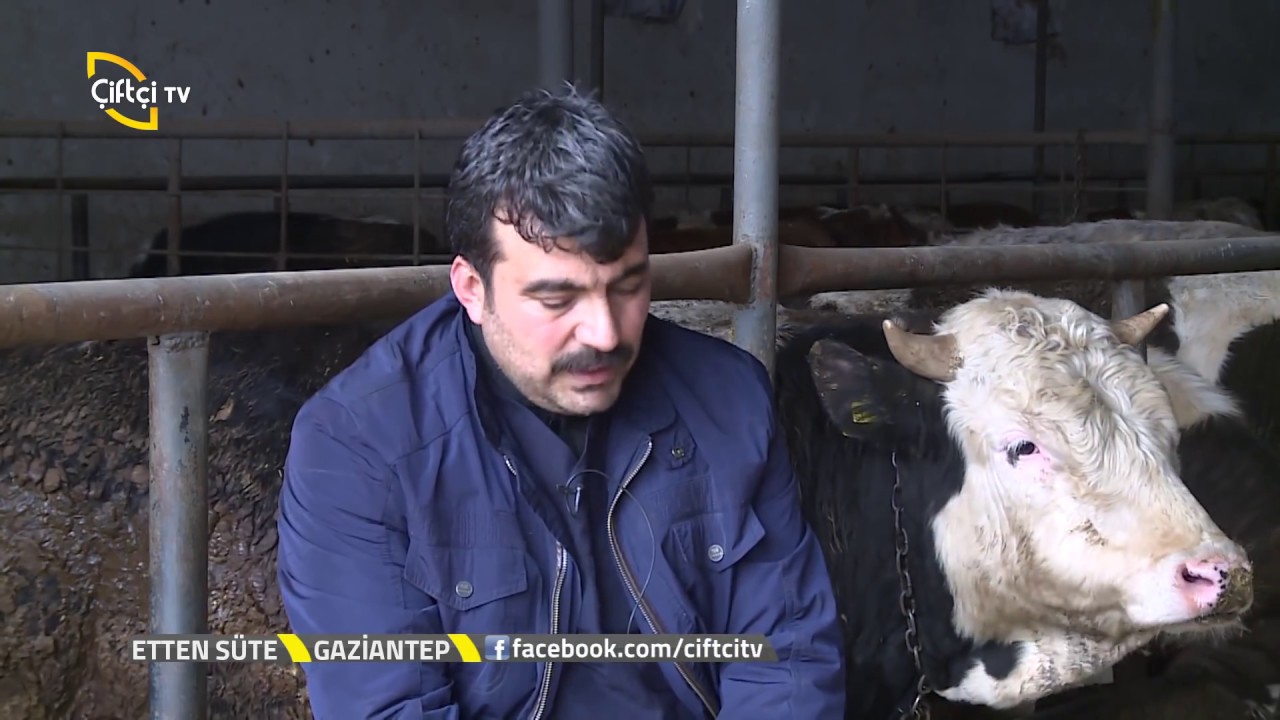 Etten Süte-Türkiye de Şarole Irkı Neden Üretilmiyor?